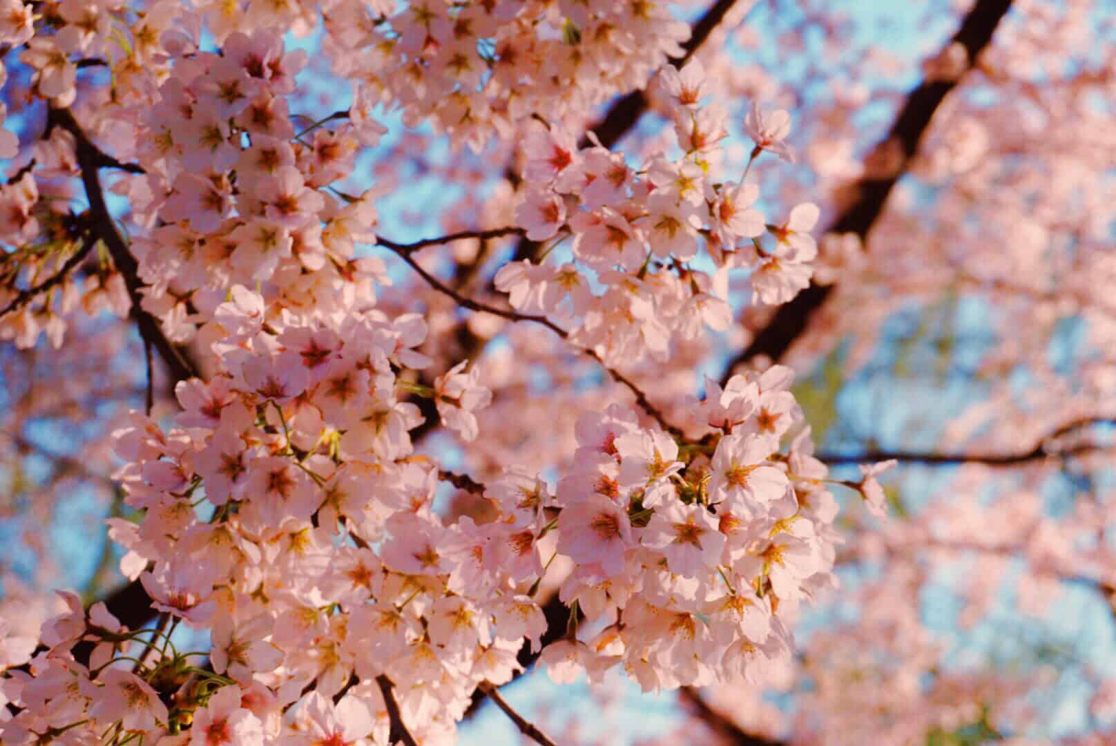 Cherry Blossom Season in DC