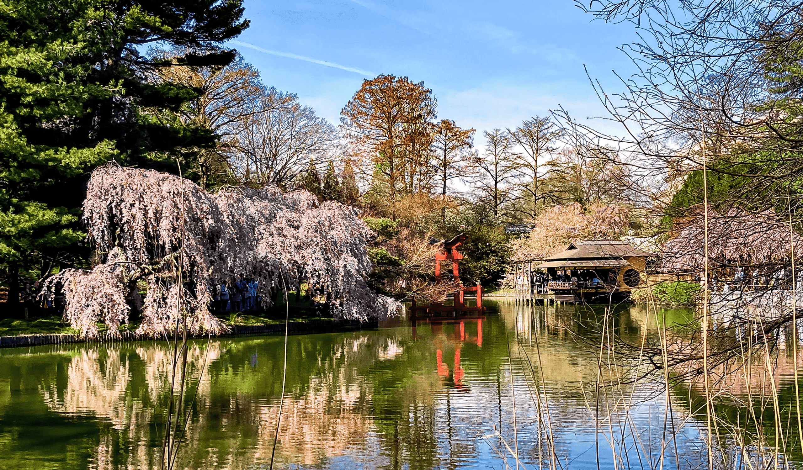 Blooming in Brooklyn